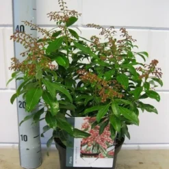 Rotsheide (Pieris Japonica 'Valley Valentine') -Aanbiedingen Tuin Verrassing Winkel pieris valey valentine c3 december