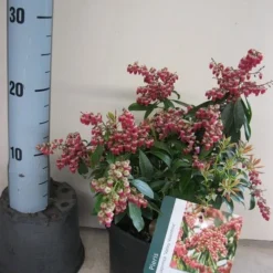 Rotsheide (Pieris Japonica 'Valley Valentine') -Aanbiedingen Tuin Verrassing Winkel pieris valley valentine c3 maart.jpg