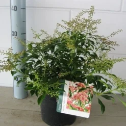 Rotsheide (Pieris Japonica 'Valley Valentine') -Aanbiedingen Tuin Verrassing Winkel pieris valley valentine c3 november 2