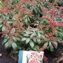 Rotsheide (Pieris Japonica 'Valley Valentine') -Aanbiedingen Tuin Verrassing Winkel pierisjapvalleyvalentine
