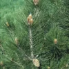 Den (Pinus Leucodermis)