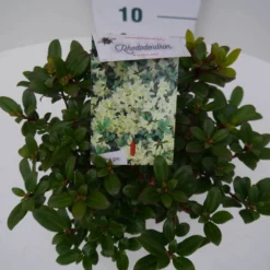 Dwergrhododendron (Rhododendron 'Princess- Anne') -Aanbiedingen Tuin Verrassing Winkel pincess ann c2 boven