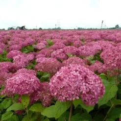 Hortensia (Hydrangea 'Pink Annabelle') -Aanbiedingen Tuin Verrassing Winkel pink annabelle 1