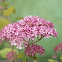 Hortensia (Hydrangea 'Pink Annabelle') -Aanbiedingen Tuin Verrassing Winkel pink annabelle 8