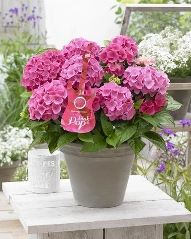 Hortensia Pink Pop (Hydrangea 'Music Collection') 1 Hortensia Pink Pop (Hydrangea 'Music Collection')