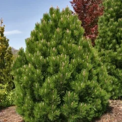 Bosnische Den (Pinus Heldreichii 'Compact Gem') -Aanbiedingen Tuin Verrassing Winkel pinus heldreichii compact gem
