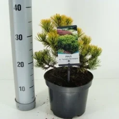 Dwerg Bergden (Pinus Mugo 'Wintergold')
