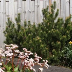 Dwerg Bergden (Pinus Mugo 'Mops') -Aanbiedingen Tuin Verrassing Winkel pinus mugo mughus
