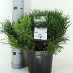 Bergden (Pinus Mugo Mughus) -Aanbiedingen Tuin Verrassing Winkel pinus mugo mughus c3 m 1