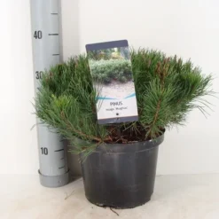 Bergden (Pinus Mugo Mughus) -Aanbiedingen Tuin Verrassing Winkel pinus mugo mughus c5 m 1