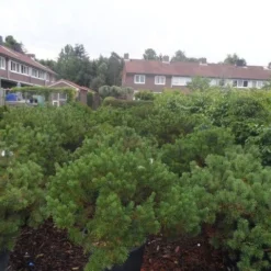 Bergden (Pinus Mugo Mughus) -Aanbiedingen Tuin Verrassing Winkel pinus mugo mughus diameter 100 125 150 c130