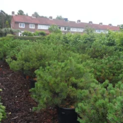 Bergden (Pinus Mugo Mughus) -Aanbiedingen Tuin Verrassing Winkel pinus mugo mughus diameter 100 125 150 c130 2