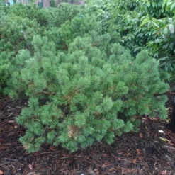 Bergden (Pinus Mugo Mughus) -Aanbiedingen Tuin Verrassing Winkel pinus mugo mughus diameter 100 125 150 c130 3 1