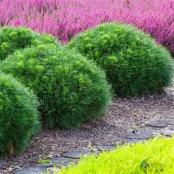 Dwerg Bergden (Pinus Mugo 'Varella') -Aanbiedingen Tuin Verrassing Winkel pinus mugo varella 1