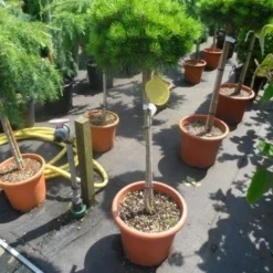 Den Op Stam (Pinus Nigra 'Brepo') -Aanbiedingen Tuin Verrassing Winkel pinus nigra brepo 60 80stam c20