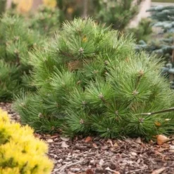 Oostenrijkse Den (Pinus Nigra 'Nana') -Aanbiedingen Tuin Verrassing Winkel pinus nigra nana