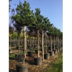 Oostenrijkse Den Als Boom (Pinus Nigra Nigra) -Aanbiedingen Tuin Verrassing Winkel pinus nigra nigra 18 20