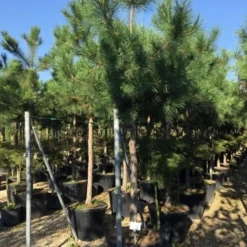 Oostenrijkse Den Als Boom (Pinus Nigra Nigra) -Aanbiedingen Tuin Verrassing Winkel pinus nigra nigra 1820