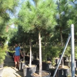 Oostenrijkse Den Als Boom (Pinus Nigra Nigra) -Aanbiedingen Tuin Verrassing Winkel pinus nigra nigra 20 25 2