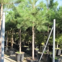 Oostenrijkse Den Als Boom (Pinus Nigra Nigra) -Aanbiedingen Tuin Verrassing Winkel pinus nigra nigra 20 25 4