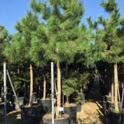 Oostenrijkse Den Als Boom (Pinus Nigra Nigra) -Aanbiedingen Tuin Verrassing Winkel pinus nigra nigra 2025