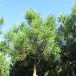 Oostenrijkse Den Als Boom (Pinus Nigra Nigra) -Aanbiedingen Tuin Verrassing Winkel pinus nigra nigra 2