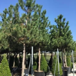Oostenrijkse Den Als Boom (Pinus Nigra Nigra) -Aanbiedingen Tuin Verrassing Winkel pinus nigra nigra 30 35