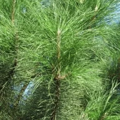 Oostenrijkse Den Als Boom (Pinus Nigra Nigra) -Aanbiedingen Tuin Verrassing Winkel pinus nigra nigra 3