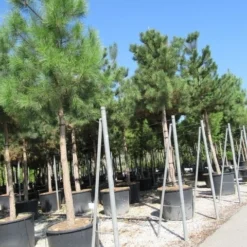 Oostenrijkse Den Als Boom (Pinus Nigra Nigra) -Aanbiedingen Tuin Verrassing Winkel pinus nigra nigra 4