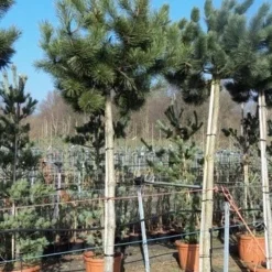 Oostenrijkse Den Als Boom (Pinus Nigra Nigra) -Aanbiedingen Tuin Verrassing Winkel pinus nigra nigra stamboom 250 300