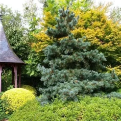 Blauwe Japanse Den (Pinus Parviflora 'Glauca') -Aanbiedingen Tuin Verrassing Winkel pinus parviflora glauca 1