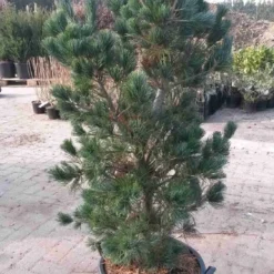 Blauwe Japanse Den (Pinus Parviflora 'Glauca')