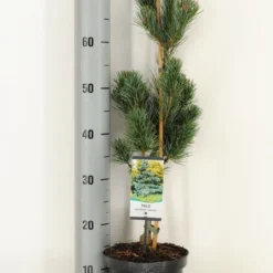 Blauwe Japanse Den (Pinus Parviflora 'Glauca') -Aanbiedingen Tuin Verrassing Winkel pinus parviflora glauca winter c3 m