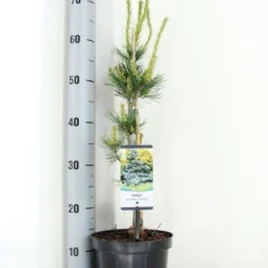 Blauwe Japanse Den (Pinus Parviflora 'Glauca') -Aanbiedingen Tuin Verrassing Winkel pinus parviflora glauca zomer c3 m