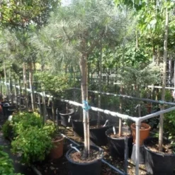 Parasolden Op Stam (Pinus Pinea) -Aanbiedingen Tuin Verrassing Winkel pinus pinea 120 150stam c50