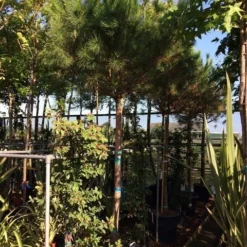 Parasolden Op Stam (Pinus Pinea) -Aanbiedingen Tuin Verrassing Winkel pinus pinea 2025cm stam 200cm