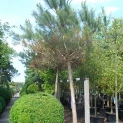 Parasolden Op Stam (Pinus Pinea) -Aanbiedingen Tuin Verrassing Winkel pinus pinea 30 40ho c350