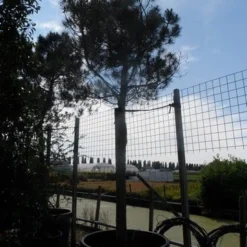 Parasolden Op Stam (Pinus Pinea) -Aanbiedingen Tuin Verrassing Winkel pinus pinea 35 40 ho c750