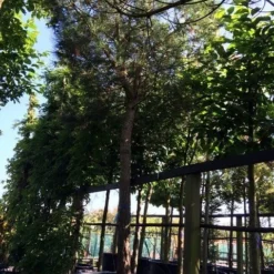 Parasolden Op Stam (Pinus Pinea) -Aanbiedingen Tuin Verrassing Winkel pinus pinea 3540cm c750 250cm stam