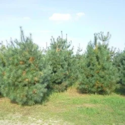 Bergden (Pinus Strobus 'Radiata') -Aanbiedingen Tuin Verrassing Winkel pinus storbus diverse