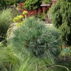 Bergden (Pinus Strobus 'Radiata') -Aanbiedingen Tuin Verrassing Winkel pinus strobus radiata 1