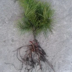 Grove Den, Solitair (Pinus Sylvestris) -Aanbiedingen Tuin Verrassing Winkel pinus sylvesteris 1530 2 1