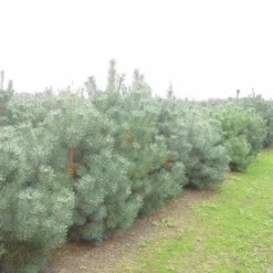 Grove Den, Solitair (Pinus Sylvestris) -Aanbiedingen Tuin Verrassing Winkel pinus sylvestris 1