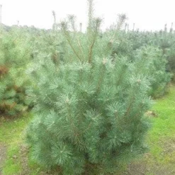 Grove Den, Solitair (Pinus Sylvestris) -Aanbiedingen Tuin Verrassing Winkel pinus sylvestris 175 200
