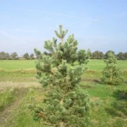 Grove Den, Solitair (Pinus Sylvestris) -Aanbiedingen Tuin Verrassing Winkel pinus sylvestris 200 1