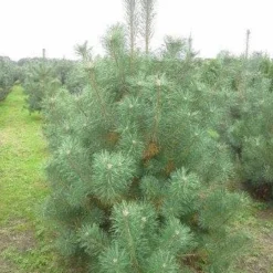 Grove Den, Solitair (Pinus Sylvestris) -Aanbiedingen Tuin Verrassing Winkel pinus sylvestris 200 250 1