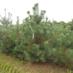 Grove Den, Solitair (Pinus Sylvestris) -Aanbiedingen Tuin Verrassing Winkel pinus sylvestris 250 300 1
