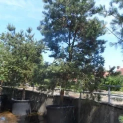 Grove Den, Solitair (Pinus Sylvestris) -Aanbiedingen Tuin Verrassing Winkel pinus sylvestris 350 400 450 c1000