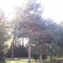 Grove Den (Pinus Sylvestris) -Aanbiedingen Tuin Verrassing Winkel pinus sylvestris 60 70 1