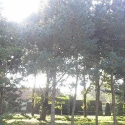 Grove Den (Pinus Sylvestris) -Aanbiedingen Tuin Verrassing Winkel pinus sylvestris 60 70 2